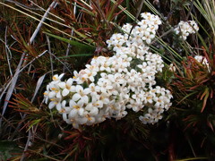 Pimelea oreophila lepta
