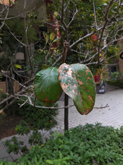 Pseudocercospora chionanthi-retusi