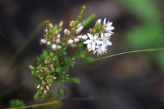 Calytrix tetragona