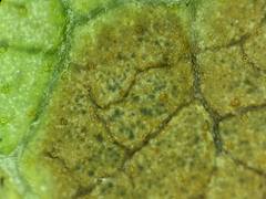 Pseudocercospora chionanthi-retusi