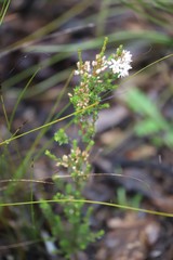 Calytrix tetragona