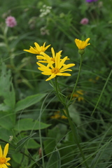 Senecio kolenatianus