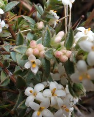 Pimelea oreophila lepta
