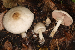 Agaricus approximans