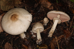 Agaricus approximans