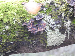 Lobaria anthraspis