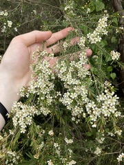 Sannantha pluriflora