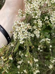 Sannantha pluriflora