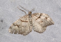 Xanthorhoe abrasaria