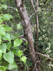 Sannantha pluriflora