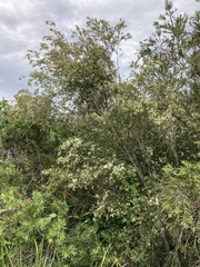 Sannantha pluriflora