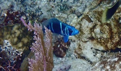 Hypoplectrus indigo