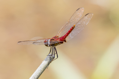 Urothemis aliena