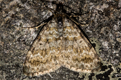 Aponotoreas incompta