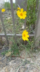 Thelesperma simplicifolium