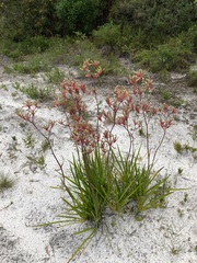 Anigozanthos flavidus
