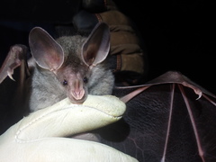 Chrotopterus auritus