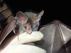 Chrotopterus auritus