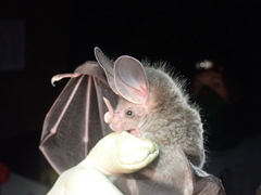 Chrotopterus auritus