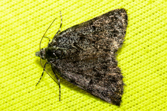 Aponotoreas orphnaea