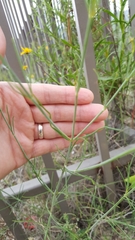 Thelesperma simplicifolium