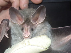Chrotopterus auritus
