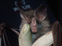Chrotopterus auritus