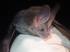 Chrotopterus auritus