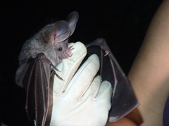 Chrotopterus auritus
