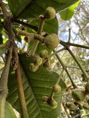 Psidium pedicellatum