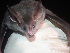 Chrotopterus auritus