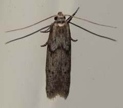 Hypatopa