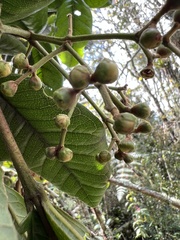 Psidium pedicellatum