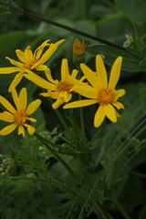 Senecio kolenatianus