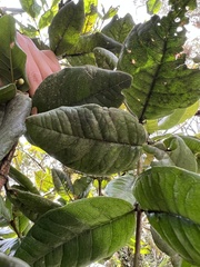 Psidium pedicellatum