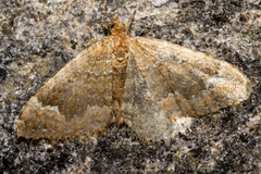 Asaphodes chionogramma