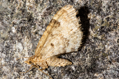 Asaphodes chionogramma
