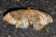 Asaphodes chionogramma