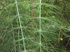 Equisetum myriochaetum