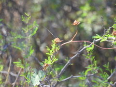 Erythrodiplax basifusca