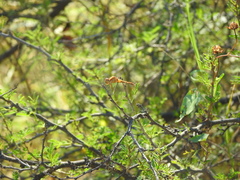 Erythrodiplax basifusca