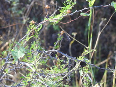 Erythrodiplax basifusca