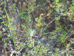 Erythrodiplax basifusca