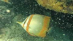 Chelmon marginalis