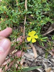 Hibbertia monogyna