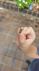 Polistes chinensis