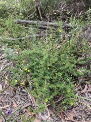 Hibbertia monogyna