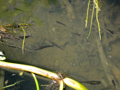 Cnesterodon decemmaculatus