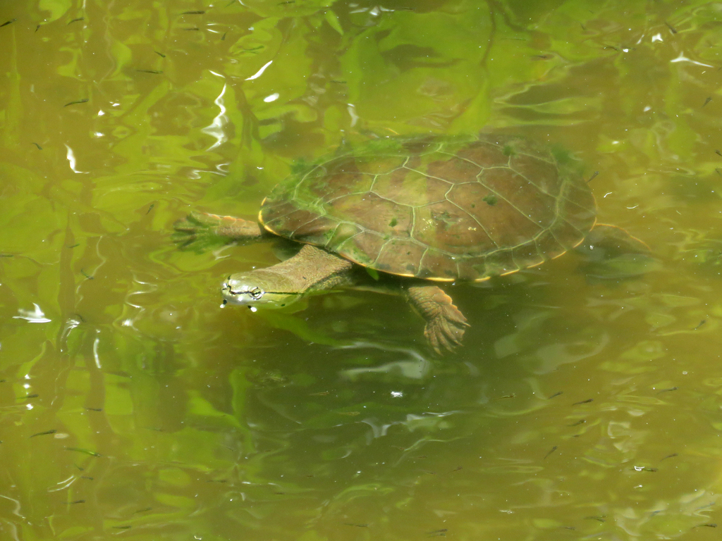 Hilaire’s Side-necked Turtle from Belgrano, CABA, Argentina on December ...