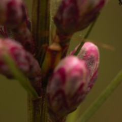 Creontiades rubrinervis